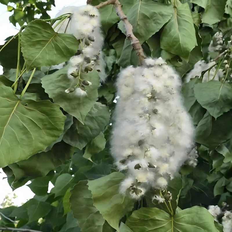 9e36dd2d95ad9f32553d3f43de86ac3(1) 9e36dd2d95ad9f32553d3f43de86ac3(1)